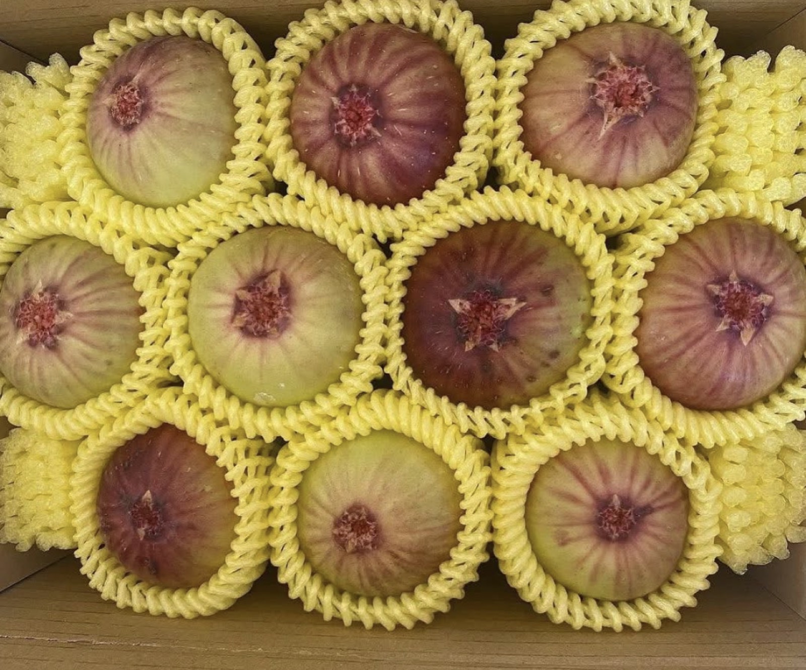 溫室有機無花果