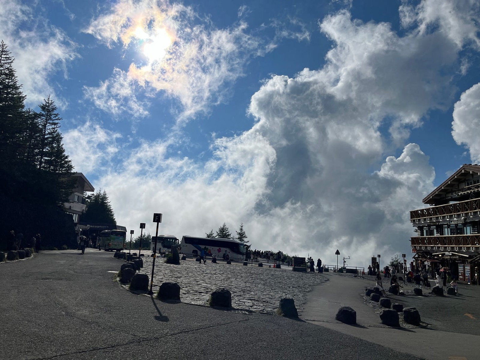 樹根外露的樹
